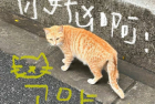 一眼惊鸿的八字微信签名 八字签名句句封神